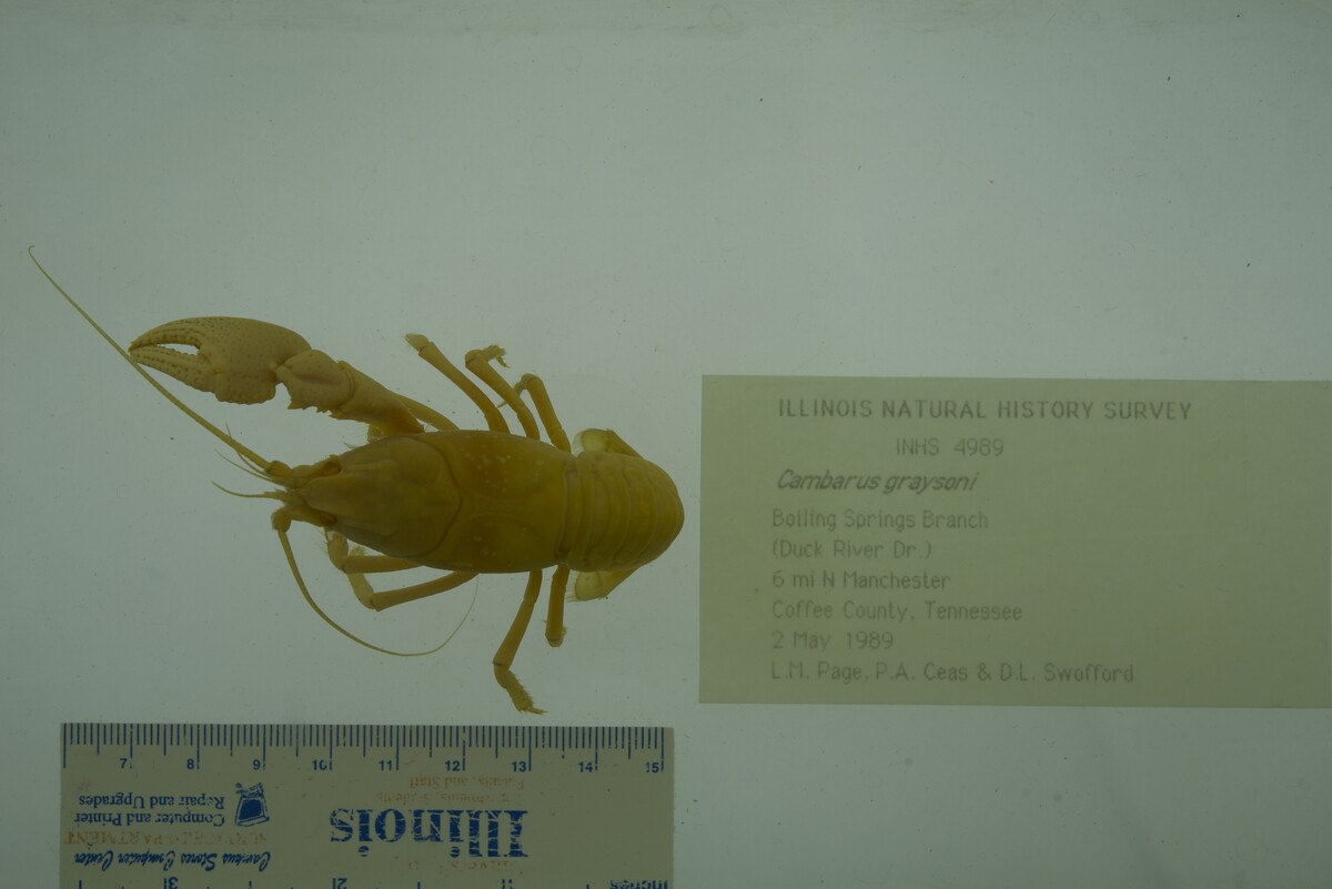 Cambarus graysoni image